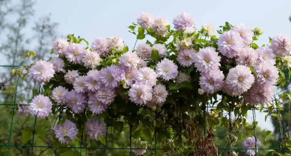 小空間也能美上天，你的花園真的很需要她！