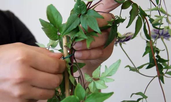 植物黃金生長季，如何給小鐵凹個美美的造型？且聽潘師傅為你講解