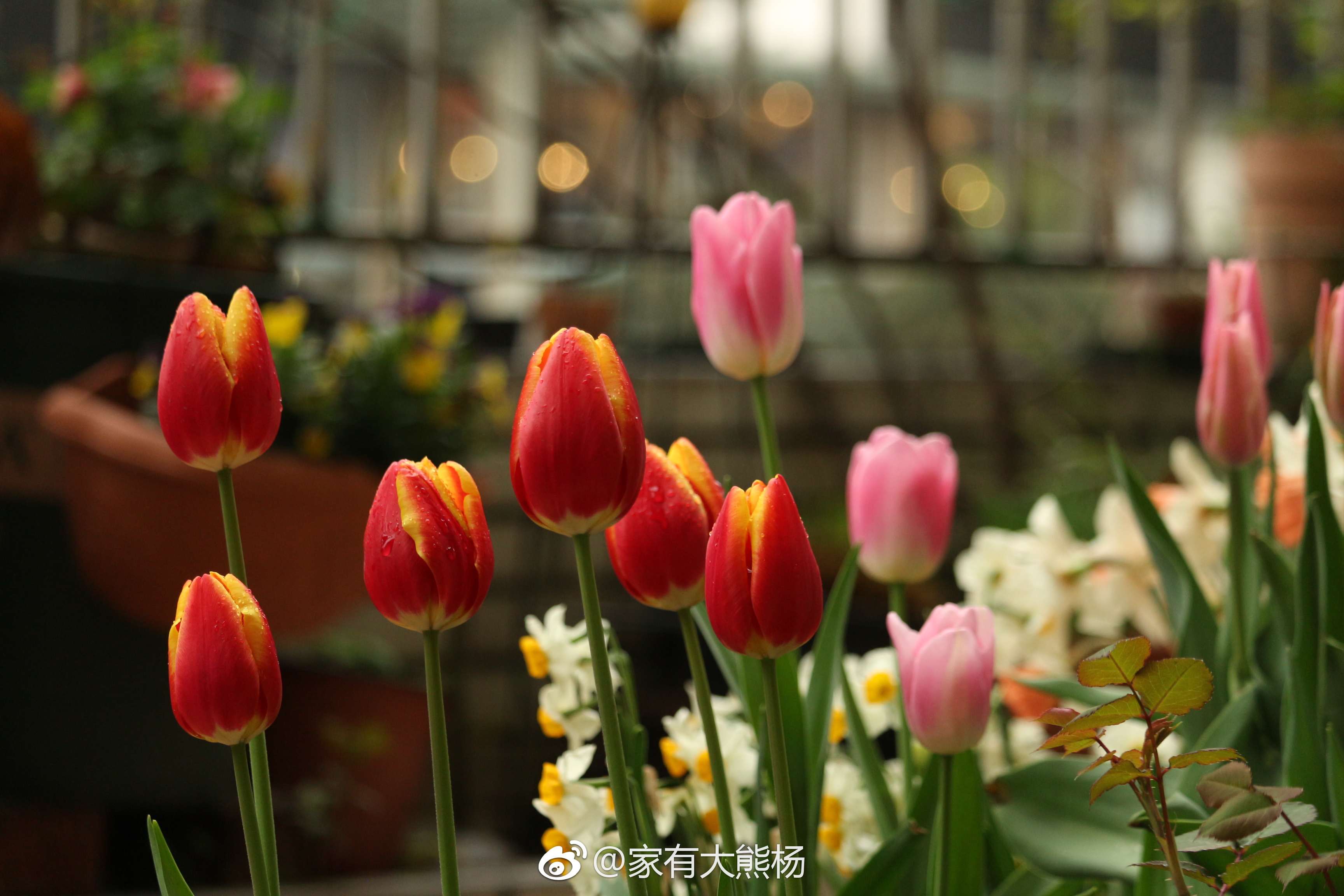 別人家花園好看的秘密，都在春天的郁金香里