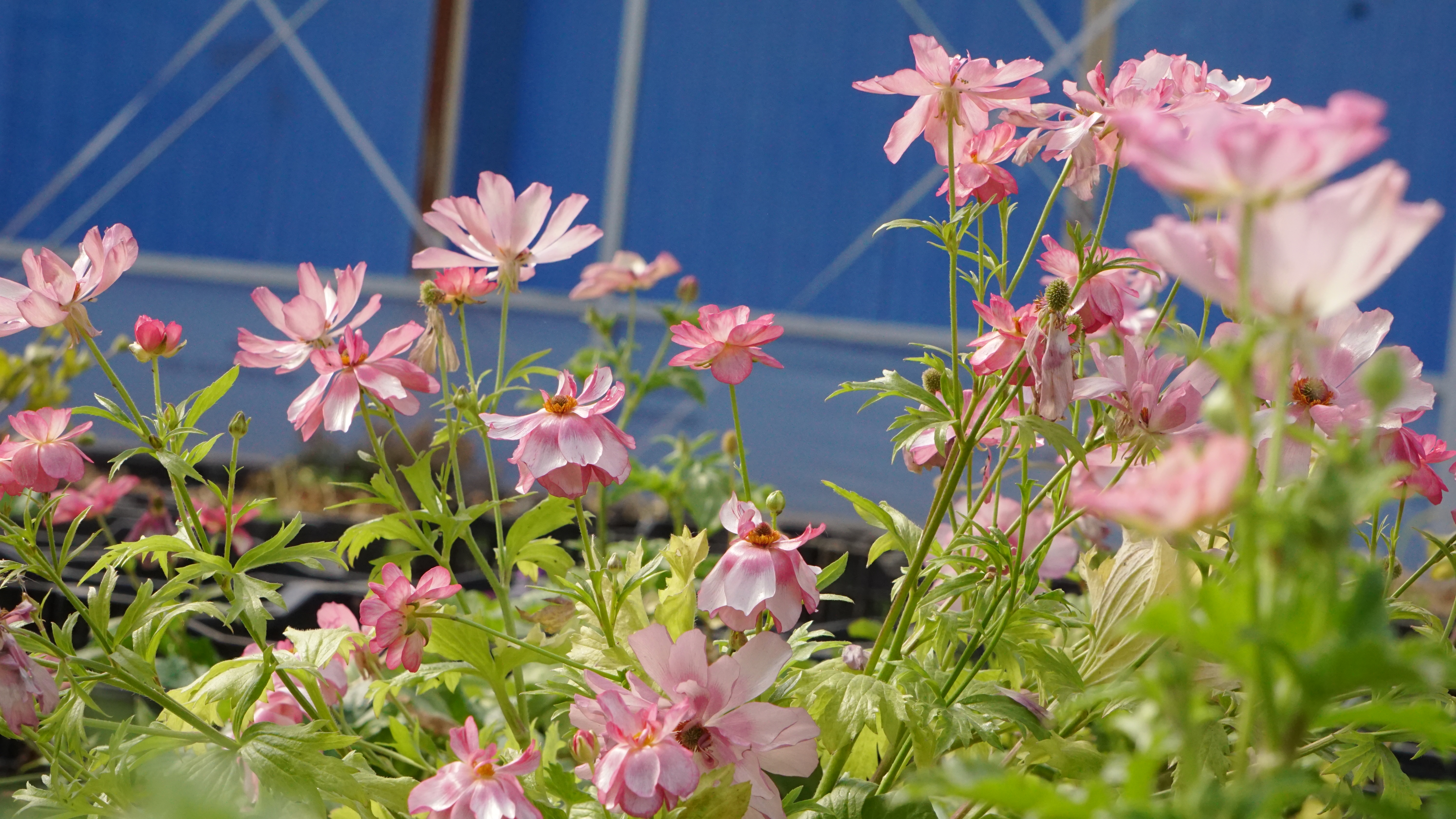 平平無奇‘小芹菜’，爆花竟比蝴蝶美！