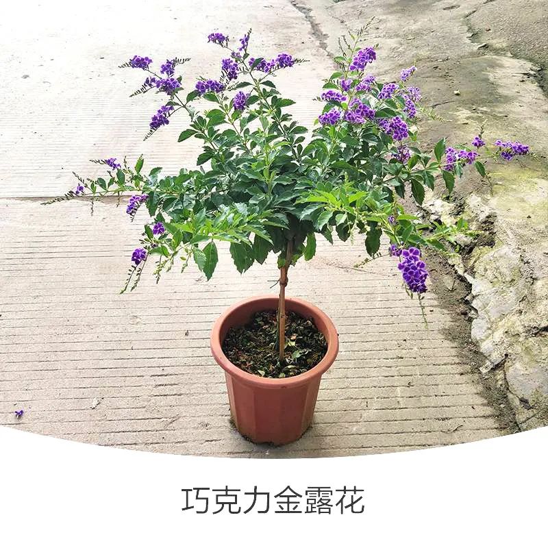 金露花 | 人間巧克力，開(kāi)花時(shí)隔壁小孩要饞哭