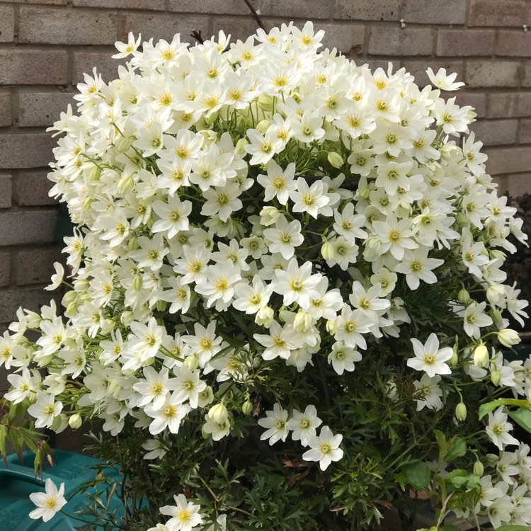 不到幾年爬滿墻！鐵線蓮中的‘開花機(jī)器’非它們莫屬~